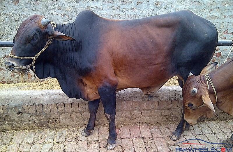 Large Animals Farm Lahore Photos