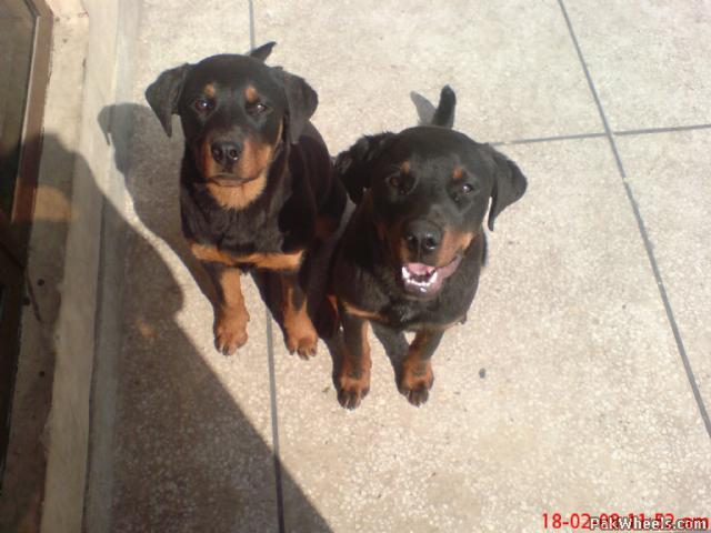 Pedigree rottweiler hotsell for sale