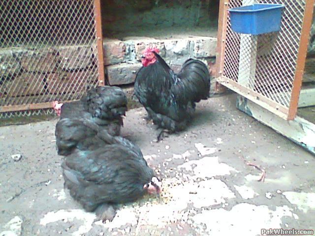 Pet Chickens 4 Sale Non Wheels Discussions Pakwheels Forums