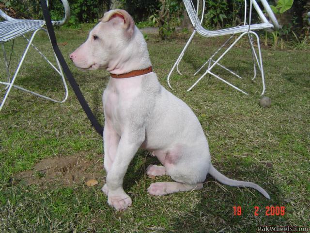 gull terrier puppies for sale