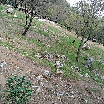 Muhammad Shah Mir