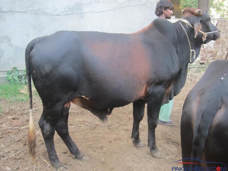 My Fattening (Male Cows) Farm... Lahore - Non Wheels Discussions ...