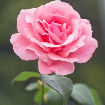 Khan Barkat