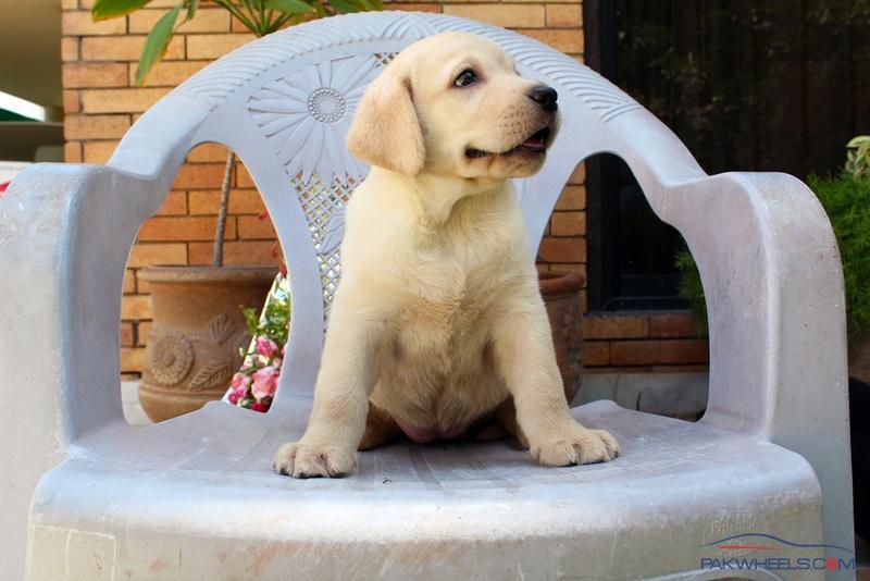 Pedigree labrador outlet price