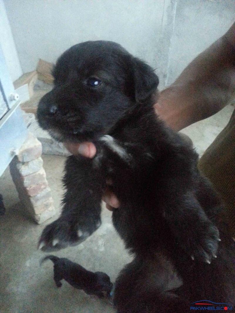 Puppies For Sale @Rs.8000 Each Only! Puppies For Sale @Rs.8000 Each Only!